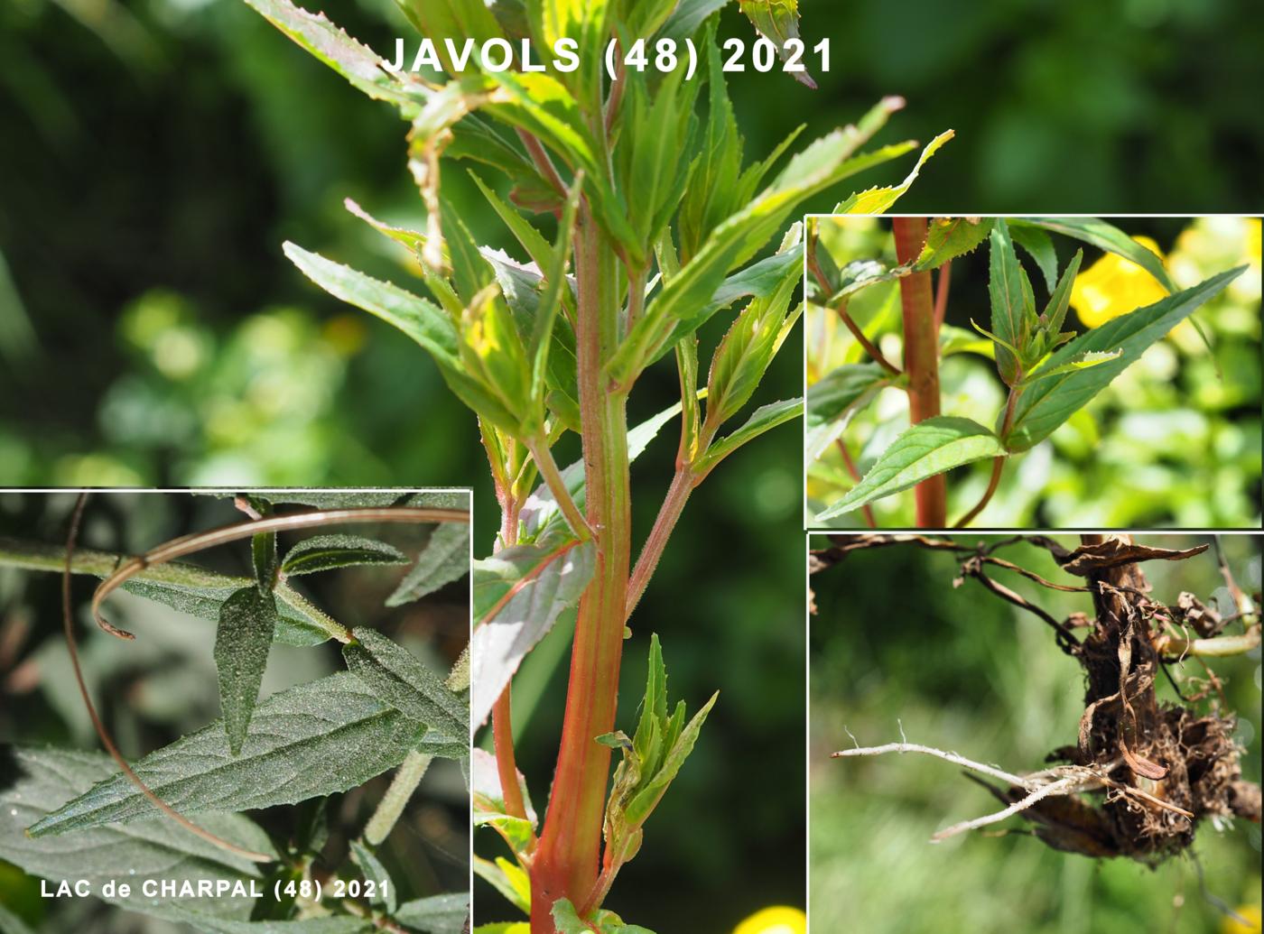 Willow-herb, (of Lamy) leaf